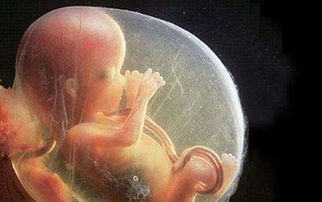 怀孕8个月吃什么长胎快 孕期哪个月胎儿长的快？ 