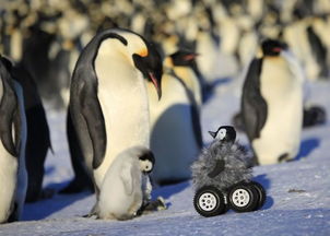 BBC南极皇帝企鹅生态纪录片 超萌 企鹅特务 助拍摄