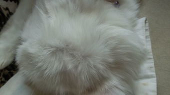 我家白猫头顶上长出了黑色的毛,请问这是什么情况 