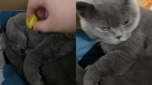 广东一女子趁猫咪睡觉,给它嘴里滴点柠檬汁,猫咪醒后表情萌翻 