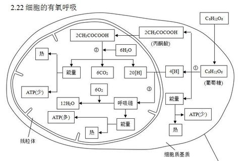 2019生物高分很简单 高中生物抢分知识点归纳汇总,有图更直观