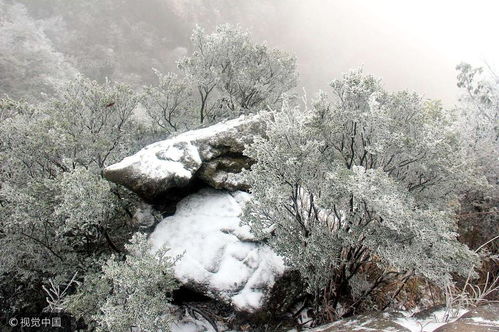 广东清远迎来降雪天气 金子山满山盛开冰凌花 