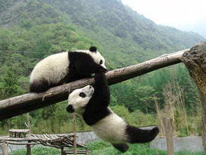 全面了解大熊猫知识介绍可打印