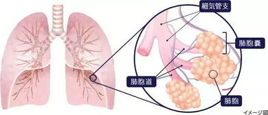 中国科学家发现肺干细胞参与肺再生 跨界潜能,按需分化