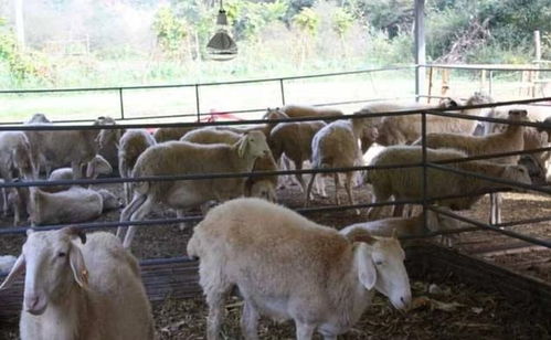 农村俗话 公羊一条线,母羊一大片,羊羔围着母羊转,有何来历