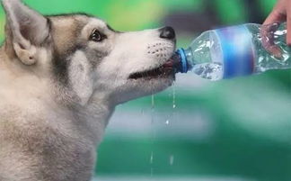 狗喝水是啥意思