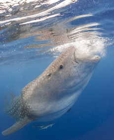 比利时摄影师水下和巨型鲸鲨亲密接触 