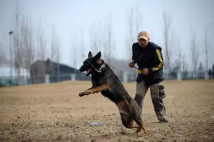 提倡文明养犬后,宠物犬行为纠正训练受到关注