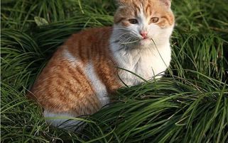 猫草是什么草,猫的草叫什么草