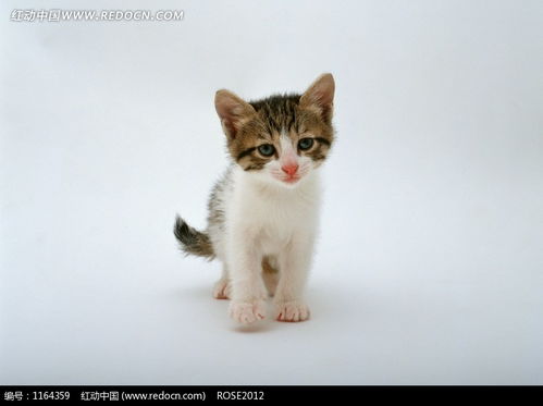 一只小花猫图片素材图片免费下载 红动网 