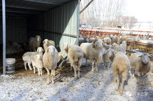 养殖场倒闭的5个原因,2018准备养羊必看 