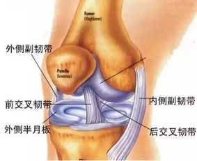 膝盖手术后康复训练图 搜狗图片搜索