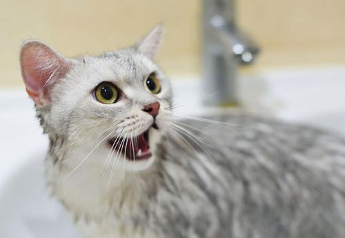 猫咪多久洗一次澡 原来这么多年都错了