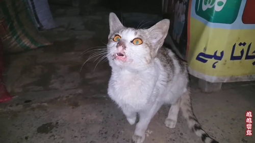可怜的猫被遗弃街头,极度思念它的主人,给它食物都不吃 