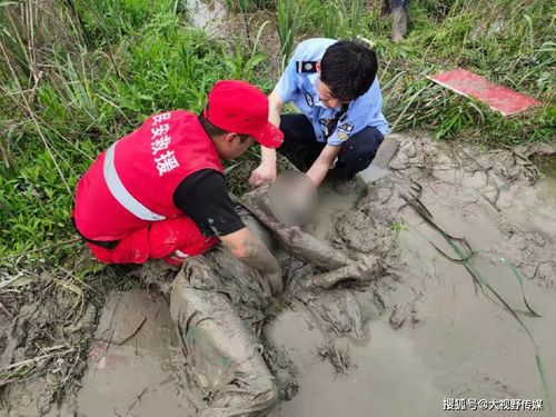 惊险 老人深陷泥潭17个小时,关键时刻