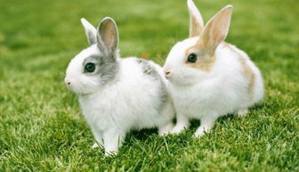 小白兔喜欢吃什么食物