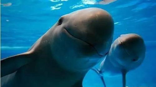 海豚是否有文化呢 科学家证明了海豚善于模仿声音,而其彼此沟通
