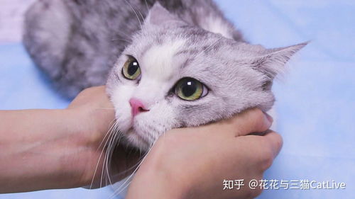 猫咪接种疫苗该注意什么 