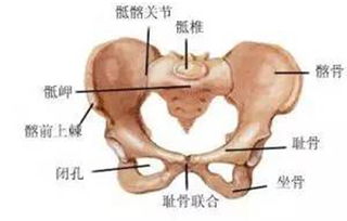 耻骨疼痛怎么回事