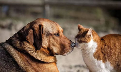 狗和猫打架你说谁会赢呢 用这4招 就能让你家狗爱上你家猫