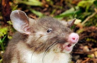 印度尼西亚现新物种 老鼠长着猪鼻子