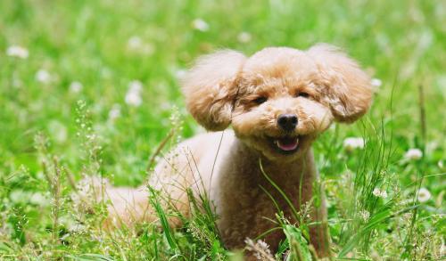 贵宾犬小狗多少钱一只,贵宾犬和泰迪犬的区别是什么