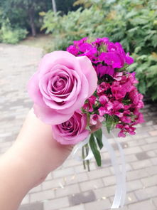 美丽紫玫瑰