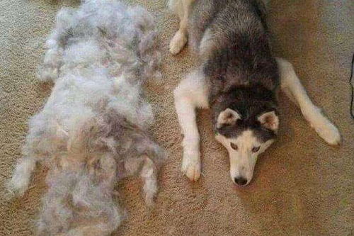 家里狗毛满天飞 不是季节性掉毛,那就是狗狗健康出了问题