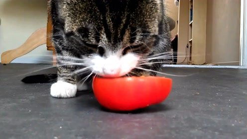 给猫咪一个西红柿会把它吃完吗