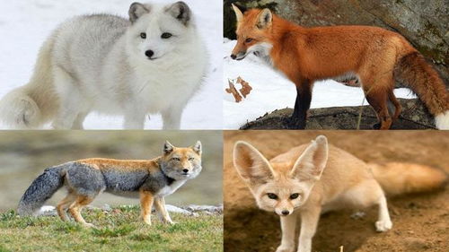 同为犬类,狗和狐狸可以交配并繁殖后代吗