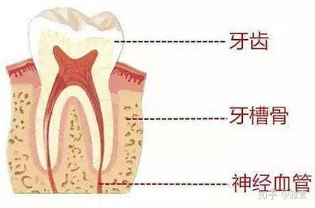 换过的牙齿出现了牙齿松动现象,这是为什么 