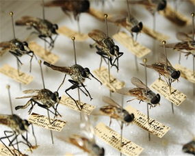 小飞虫蚊子是怎样形成的 它有几颗牙齿 它的寿命有多长