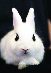 谁能告诉我这只兔子是什么品种 