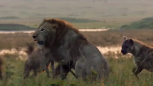 非洲大草原上狮子和鬣狗之间的恩恩怨怨 