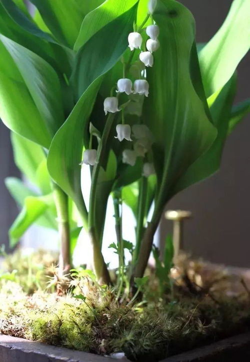 将铃兰养成室内盆栽,在早春的时候就能孕育花朵