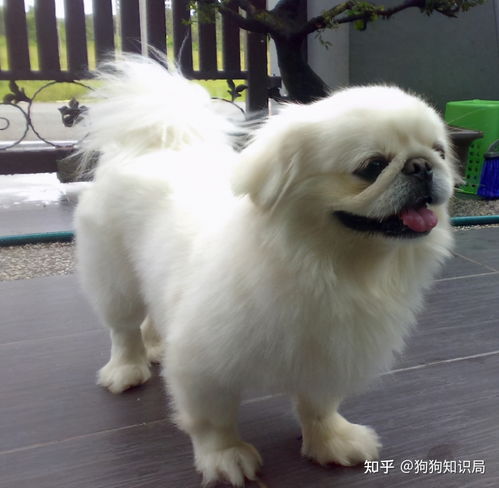中国本土的狗狗名册,你都知道哪些呢 