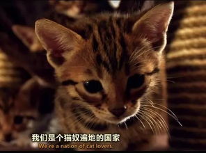 纪录片推荐 小猫的秘密 一起来吸猫啦 
