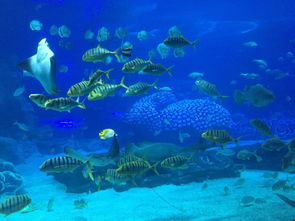 广州长隆 珠海长隆5天4晚甜蜜亲子游 珠江 香江野生动物园 珠海海洋世界