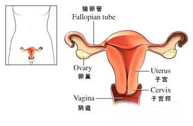 子宫内膜厚度为多少才正常子宫内膜的厚度会影响怀孕吗