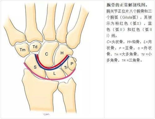 腕关节大全 解剖 骨折 脱位,值得收藏