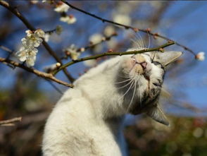 日本有座猫岛,那里的猫活得比人幸福 