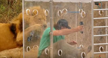 男子把自己装进玻璃箱放到狮群中,没想到不过一会儿就后悔了 