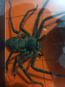 在房间里抓到一只大蜘蛛 地点杭州 ,请问大虾们,这是什么品种的,有毒吗,生活习性等 