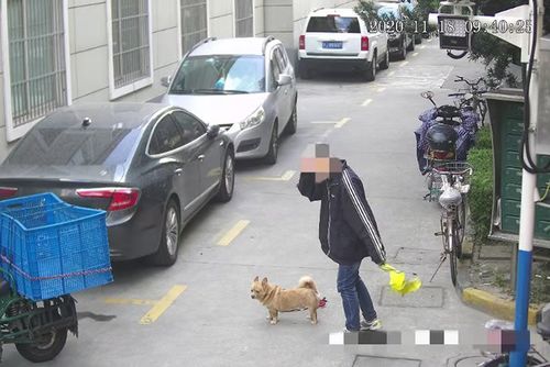 上海警方试点用抓拍系统规范 遛狗不牵绳 ,已处罚20余起
