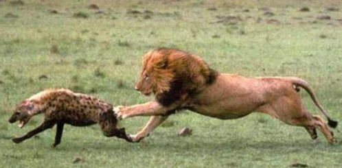 狮子 一口咬死 鬣狗女王,鬣狗群发现尸体时,更残忍的事发生了