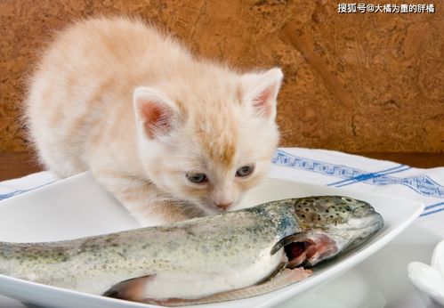 猫咪别吃这5类海鲜 煮熟后也别喂它,否则可能会得 脚气病