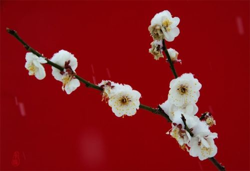 植物冷知识 梅花的别称有哪些 尽数中华千年来的文人风雅