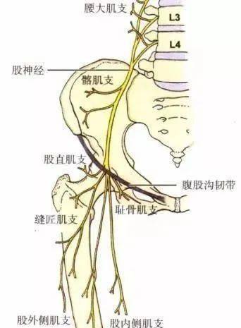 臀部血管神经分布图片