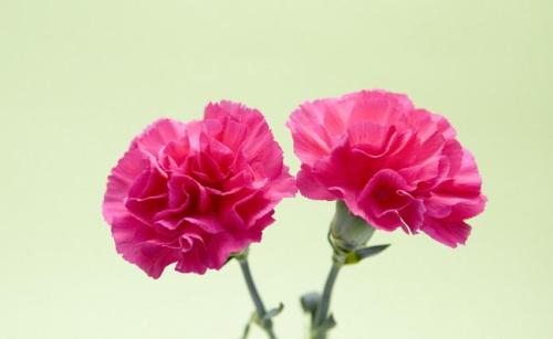 粉红色康乃馨的花语是什么 