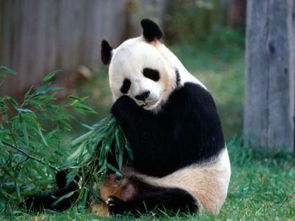 熊猫的种类有几种 